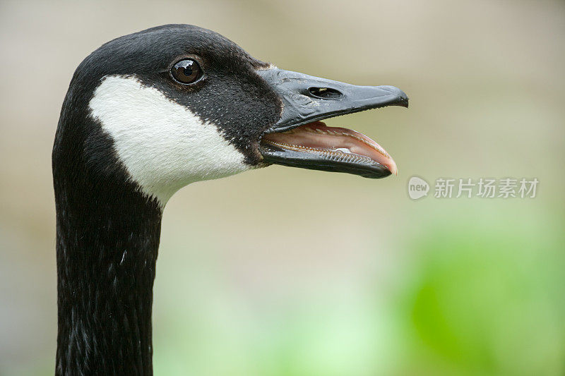 警告加拿大鹅(Branta Canada)